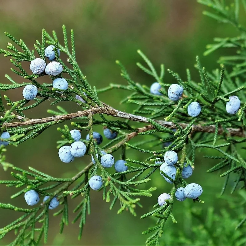 Junipers Seeds Juniperus Communis for Planting, Screening, Evergreen Border, Fast Growing