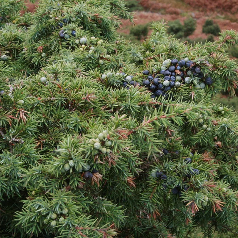 Junipers Seeds Juniperus Communis for Planting, Screening, Evergreen Border, Fast Growing