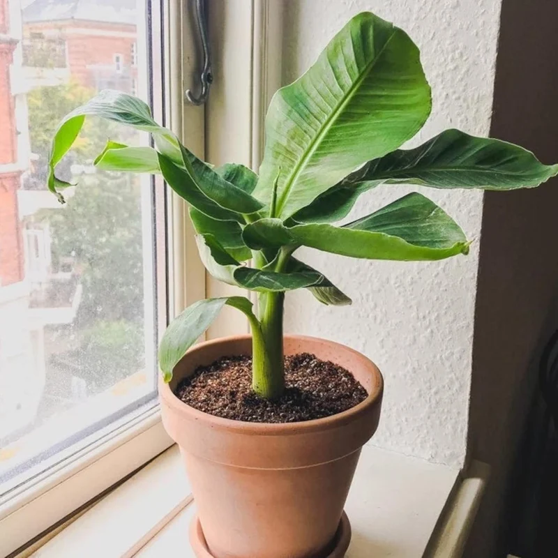 Dwarf Cavendish Banana Seeds for Planting,Dwarf Musa | Tropical Fruit Tree Seeds