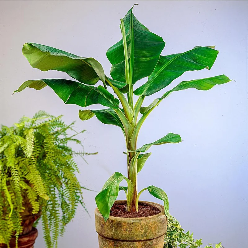 Dwarf Cavendish Banana Seeds for Planting,Dwarf Musa | Tropical Fruit Tree Seeds