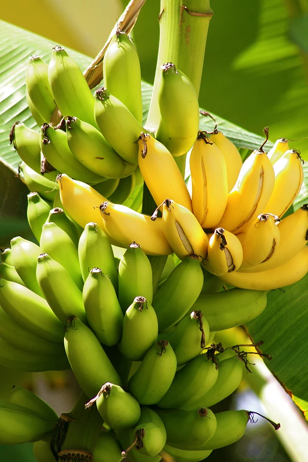 Dwarf Cavendish Banana Seeds for Planting,Dwarf Musa | Tropical Fruit Tree Seeds