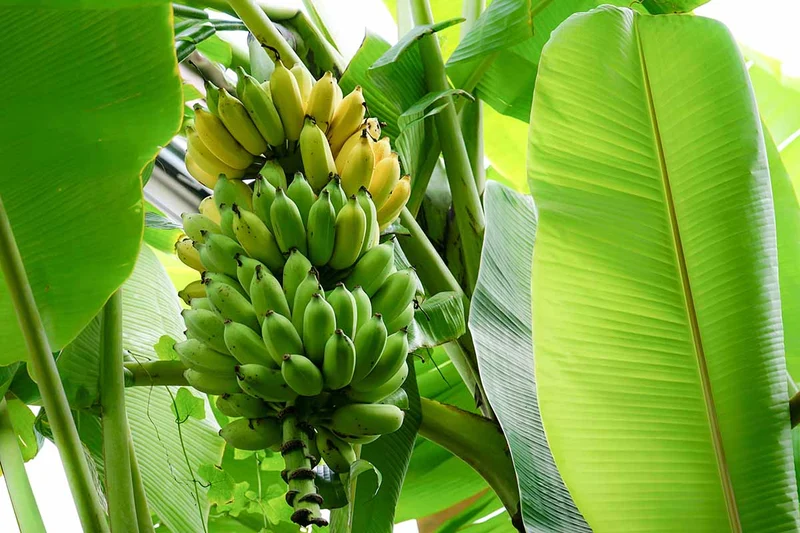 Dwarf Cavendish Banana Seeds for Planting,Dwarf Musa | Tropical Fruit Tree Seeds