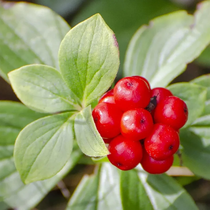 American Ginseng Herb Seeds for Planting, Panax Quinquefolius