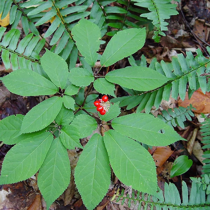 American Ginseng Herb Seeds for Planting, Panax Quinquefolius