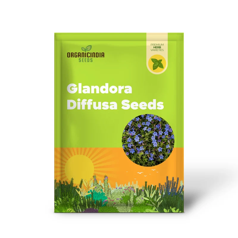 Glandora Diffusa Seeds – Perennial Hardy Ground Cover for Gardens & Containers