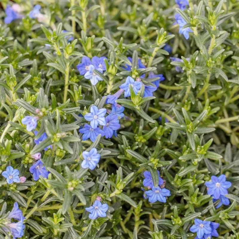 Glandora Diffusa Seeds – Perennial Hardy Ground Cover for Gardens & Containers
