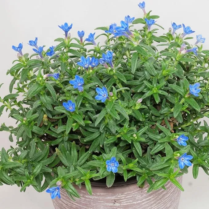 Glandora Diffusa Seeds – Perennial Hardy Ground Cover for Gardens & Containers