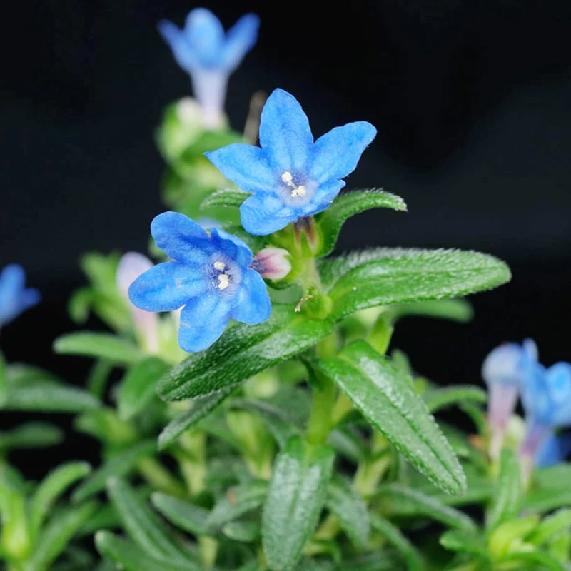 Glandora Diffusa Seeds – Perennial Hardy Ground Cover for Gardens & Containers