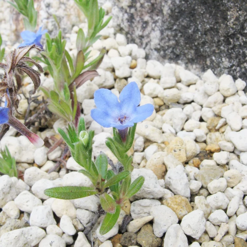 Glandora Diffusa Seeds – Perennial Hardy Ground Cover for Gardens & Containers