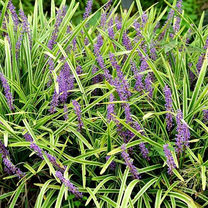 Monkey Grass Seeds – Liriope Perennial, Low Maintenance Ground Cover or Edging Plant for Landscaping