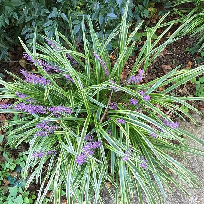 Monkey Grass Seeds – Liriope Perennial, Low Maintenance Ground Cover or Edging Plant for Landscaping