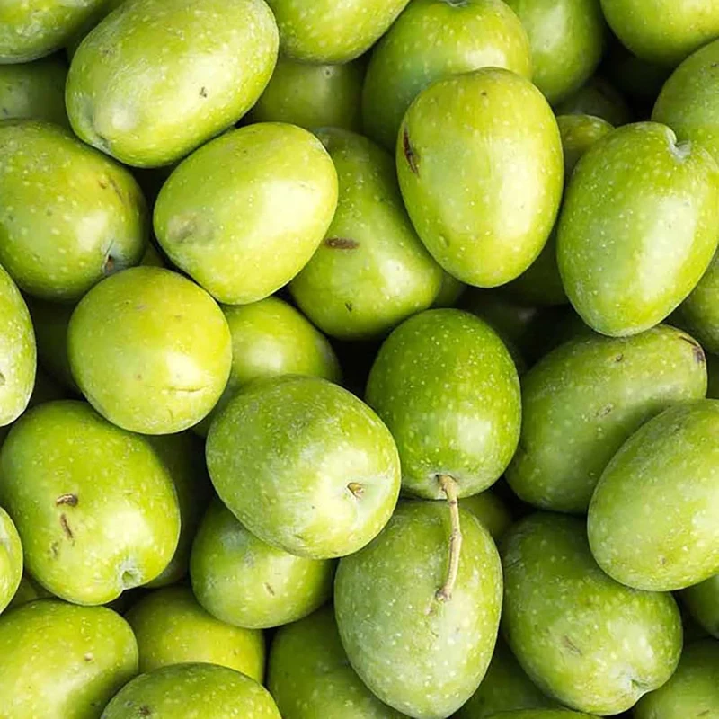 Olive Fruit Tree Seeds for Planting Non GMO, Evergreen Perennial