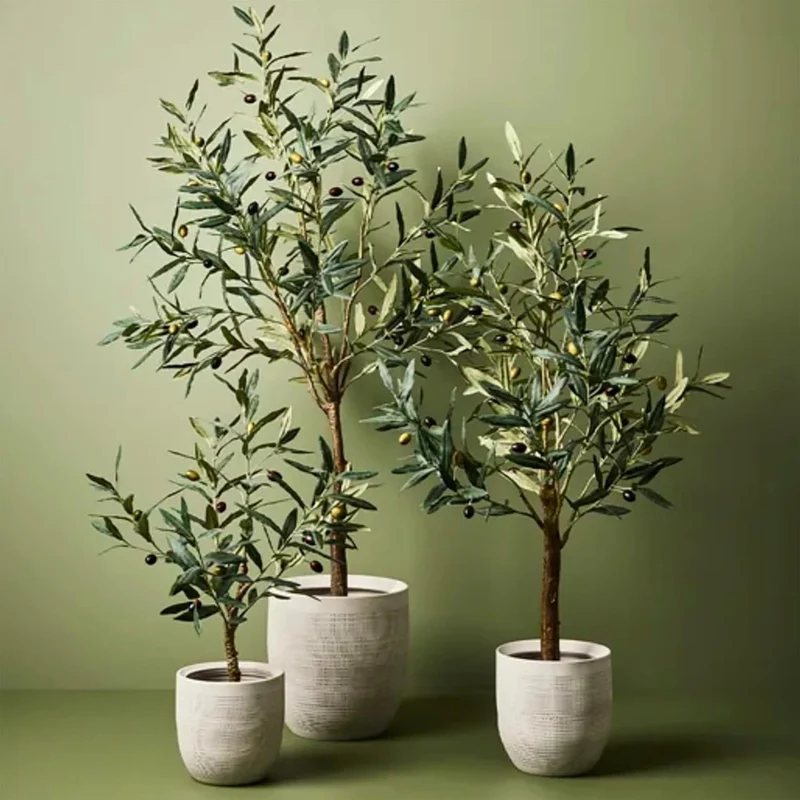 Olive Fruit Tree Seeds for Planting Non GMO, Evergreen Perennial