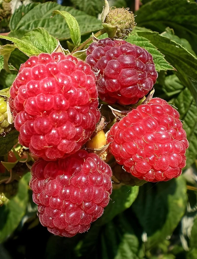 Red Raspberry Seeds for Planting | Fruit Seeds for Planting
