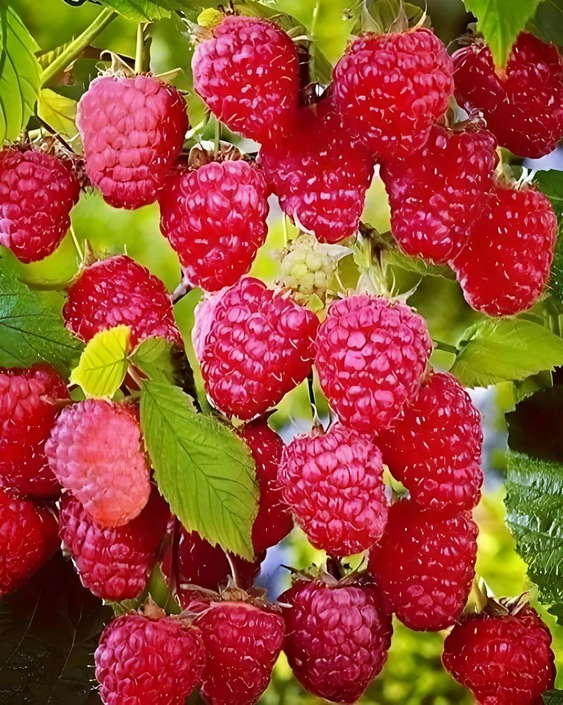 Red Raspberry Seeds for Planting | Fruit Seeds for Planting