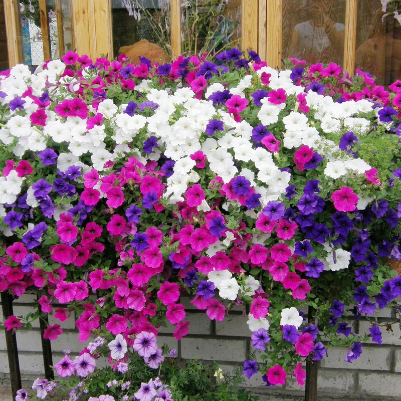 Dwarf Petunia Flower Seeds for Hanging Baskets, Containers & Ground Cover - Attracts Buterflies