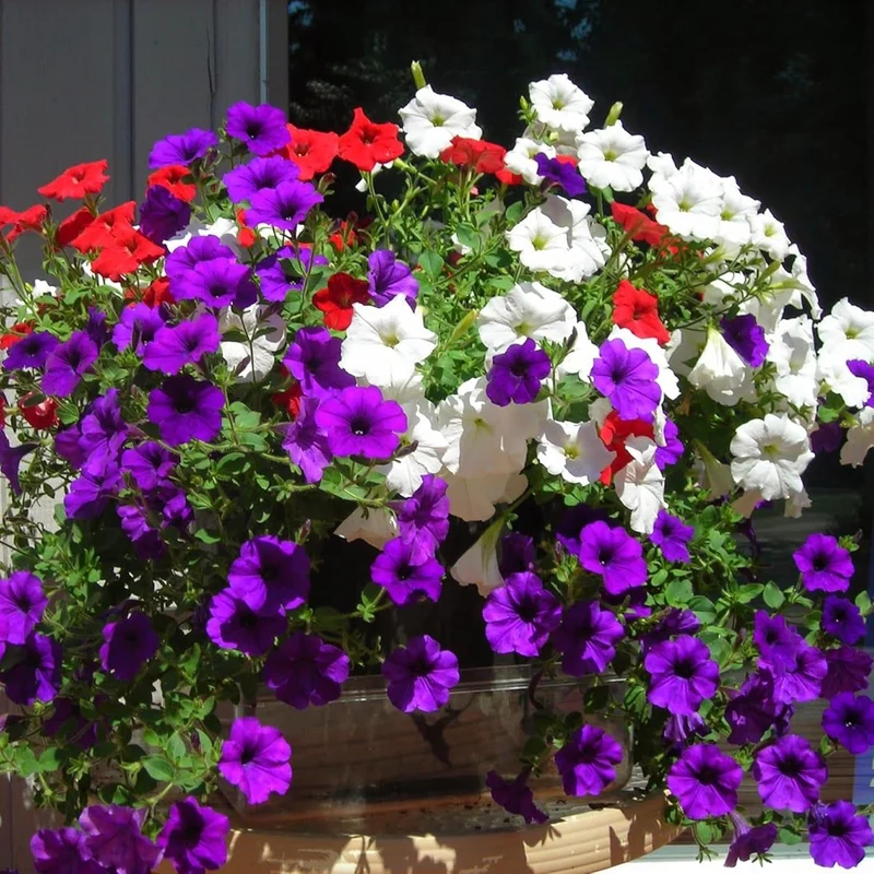Dwarf Petunia Flower Seeds for Hanging Baskets, Containers & Ground Cover - Attracts Buterflies