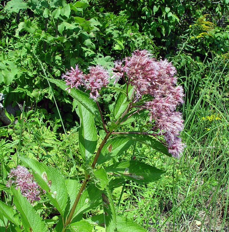 Mixed Colors Joe Pye Weed (Eupatorium Maculatum) Flower Seeds for Planting