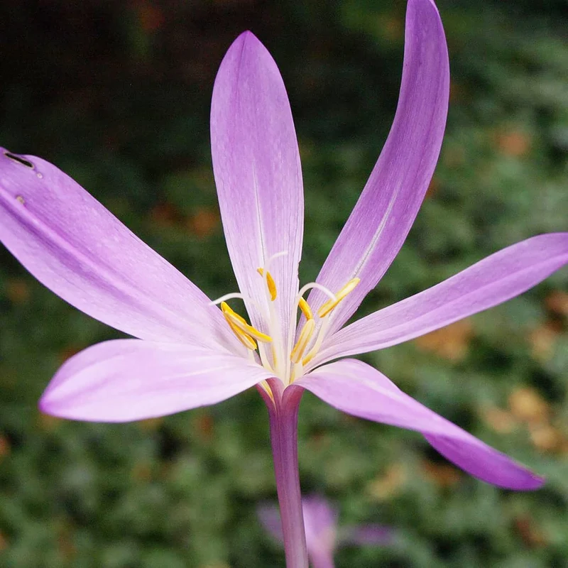 Autumn Crocus Seeds – Colchicum Autumnale Perennial Bulbous Flowers for Fall Blooming