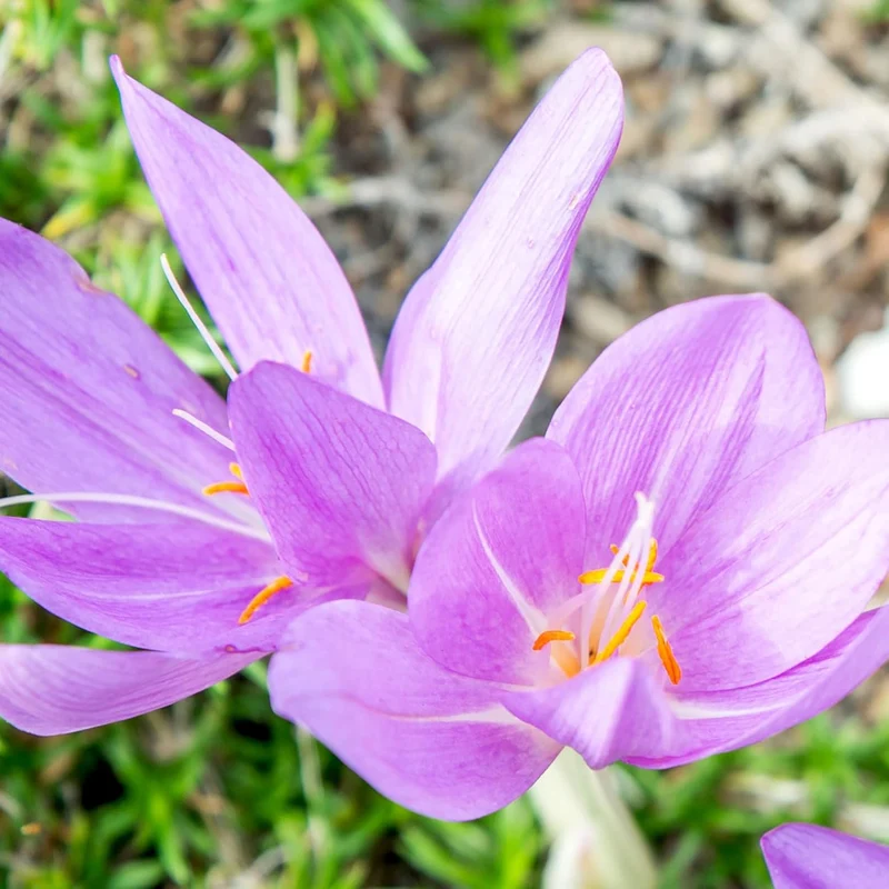 Autumn Crocus Seeds – Colchicum Autumnale Perennial Bulbous Flowers for Fall Blooming