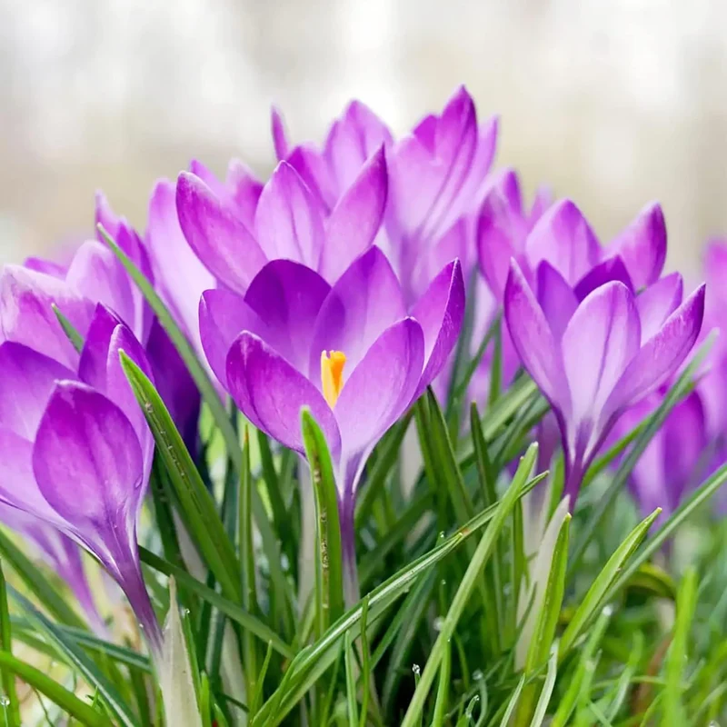 Autumn Crocus Seeds – Colchicum Autumnale Perennial Bulbous Flowers for Fall Blooming