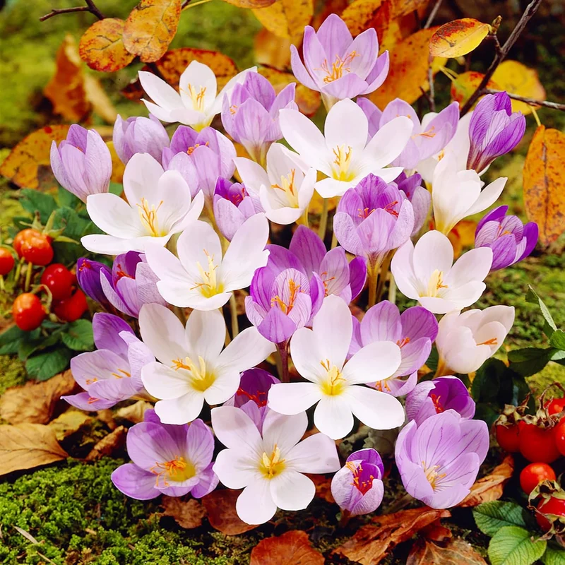 Autumn Crocus Seeds – Colchicum Autumnale Perennial Bulbous Flowers for Fall Blooming