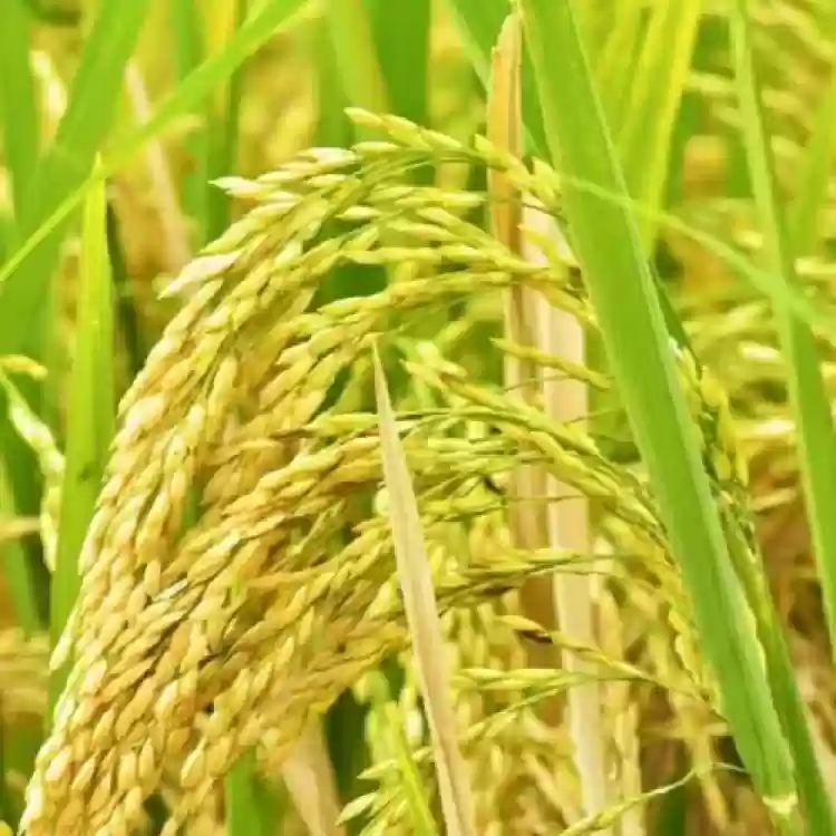 Brown Jasmine Rice Seeds,Vegetable Seeds for Planting