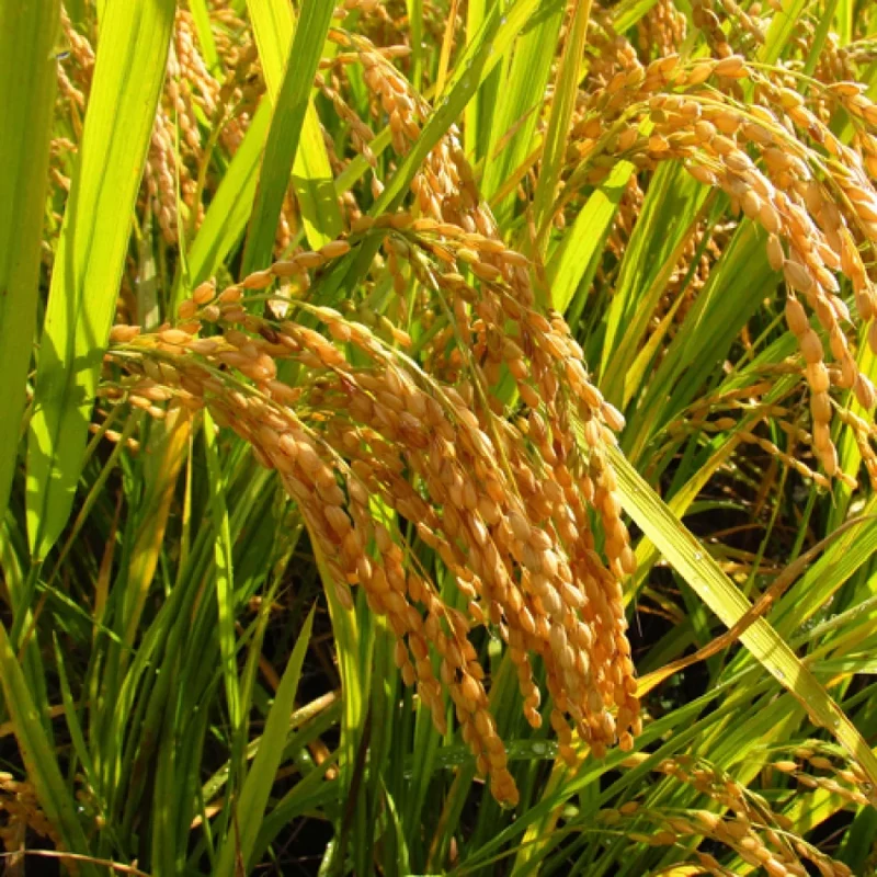 Brown Jasmine Rice Seeds,Vegetable Seeds for Planting