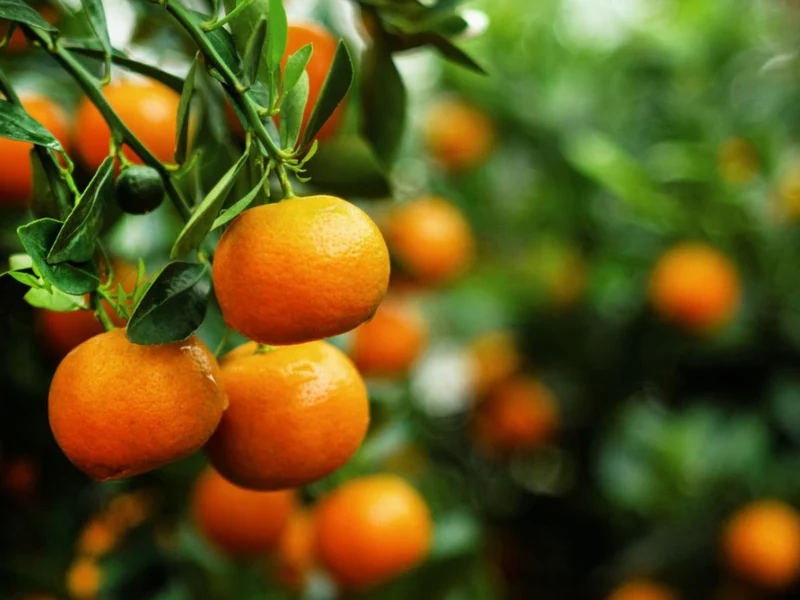 Tangerine Fruit Seeds for Planting – Citrus Reticulata, Evergreen, Fragrant, Sweet Juice, GMO-Free, Ideal for Garden
