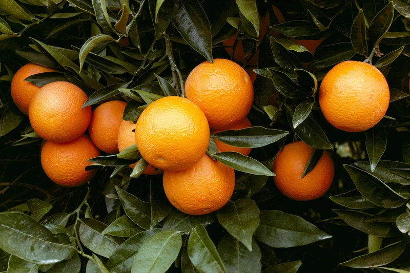 Tangerine Fruit Seeds for Planting – Citrus Reticulata, Evergreen, Fragrant, Sweet Juice, GMO-Free, Ideal for Garden