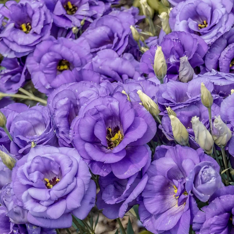 Lisianthus Eustoma Seeds – Prairie Gentian for Cut Flower Gardens