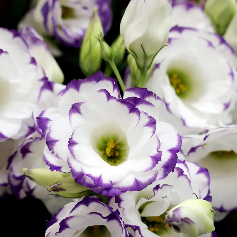 Lisianthus Eustoma Seeds – Prairie Gentian for Cut Flower Gardens