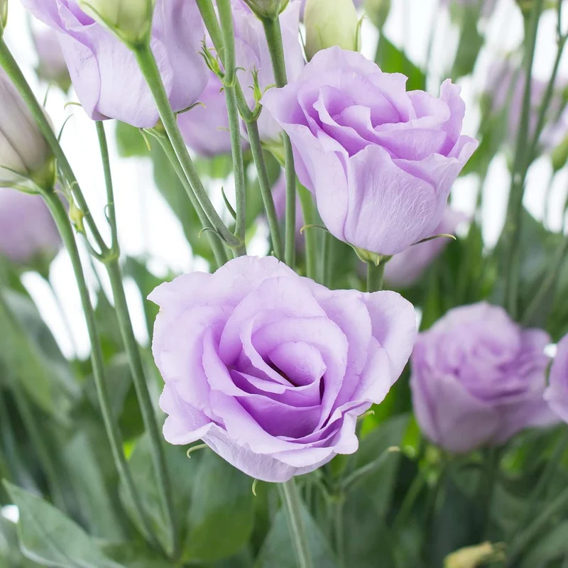 Lisianthus Eustoma Seeds – Prairie Gentian for Cut Flower Gardens