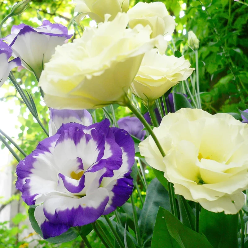 Lisianthus Eustoma Seeds – Prairie Gentian for Cut Flower Gardens
