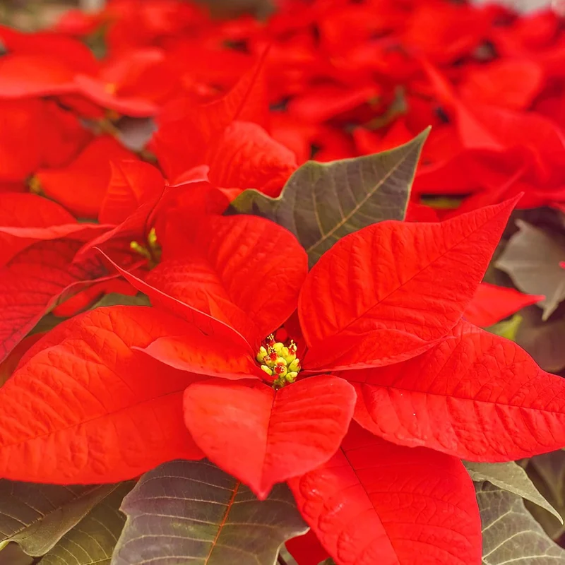 Poinsettia Christmas Star Seeds – Drought-Tolerant Perennial Shrub for Landscapes & Containers