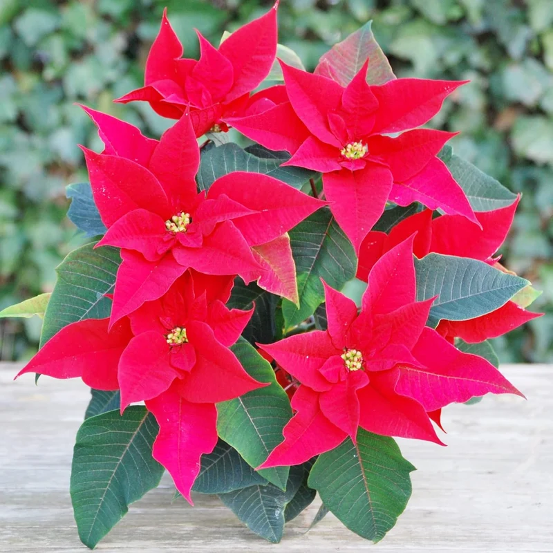 Poinsettia Christmas Star Seeds – Drought-Tolerant Perennial Shrub for Landscapes & Containers
