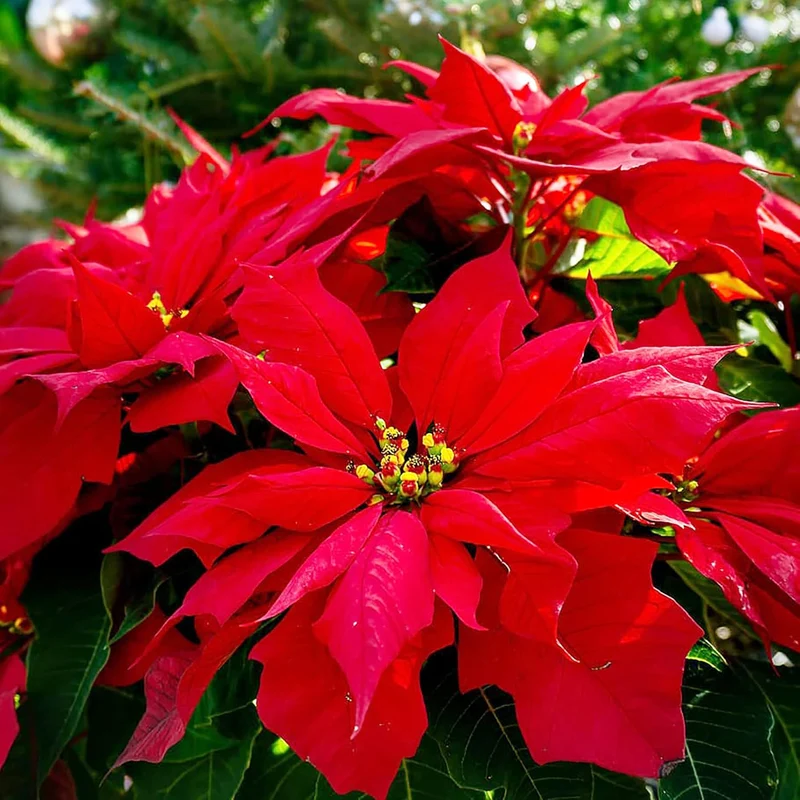 Poinsettia Christmas Star Seeds – Drought-Tolerant Perennial Shrub for Landscapes & Containers