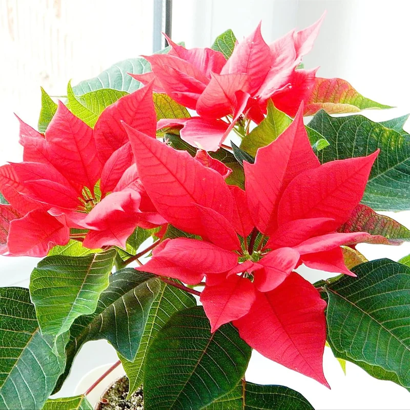 Poinsettia Christmas Star Seeds – Drought-Tolerant Perennial Shrub for Landscapes & Containers
