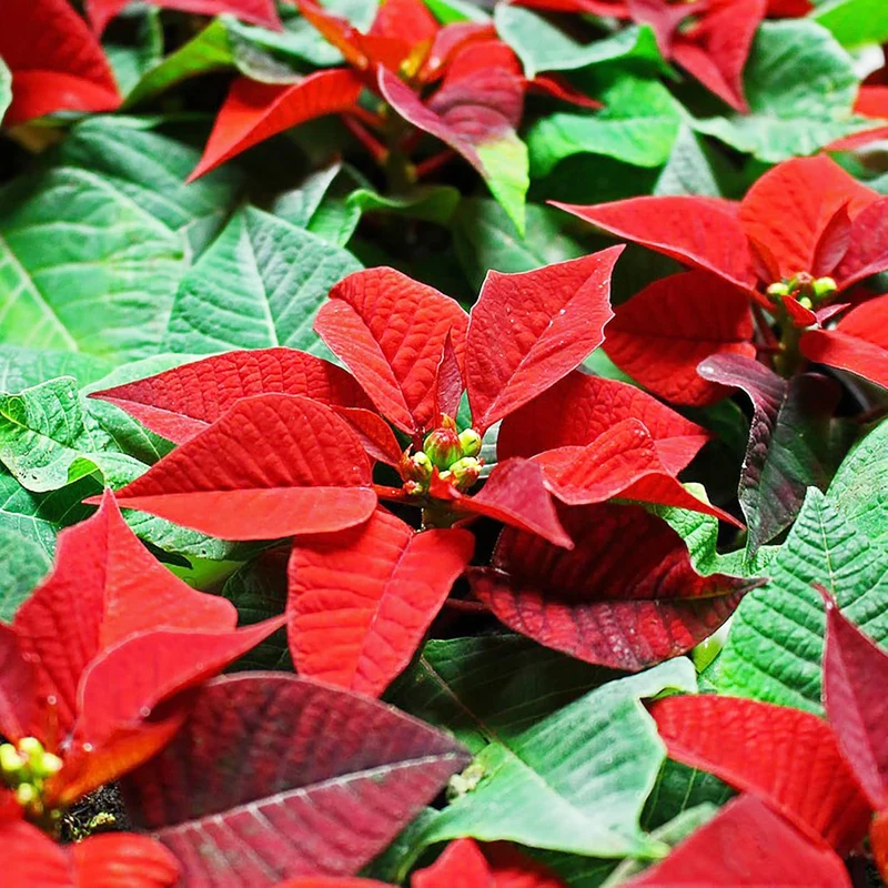 Poinsettia Christmas Star Seeds – Drought-Tolerant Perennial Shrub for Landscapes & Containers
