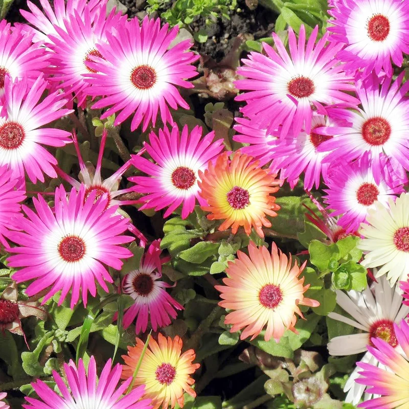 Livingstone Daisy Seeds – Mixed Colors, Drought-Tolerant Succulent Ground Cover for Gardens