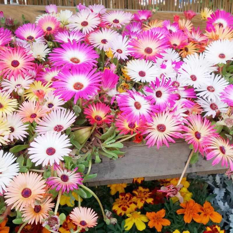 Livingstone Daisy Seeds – Mixed Colors, Drought-Tolerant Succulent Ground Cover for Gardens