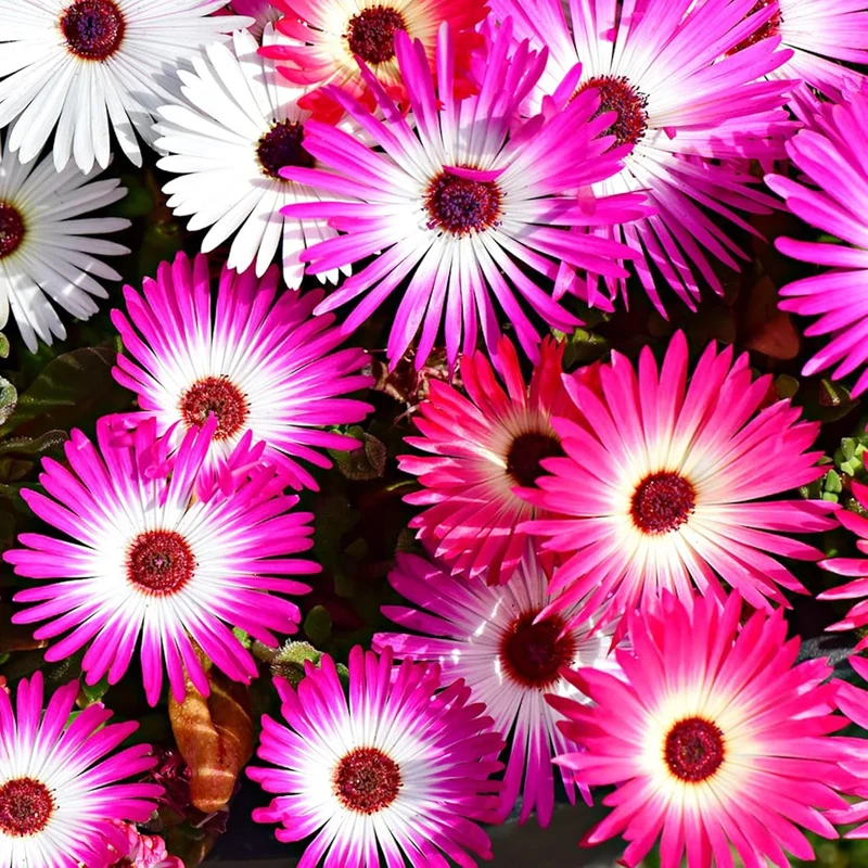 Livingstone Daisy Seeds – Mixed Colors, Drought-Tolerant Succulent Ground Cover for Gardens