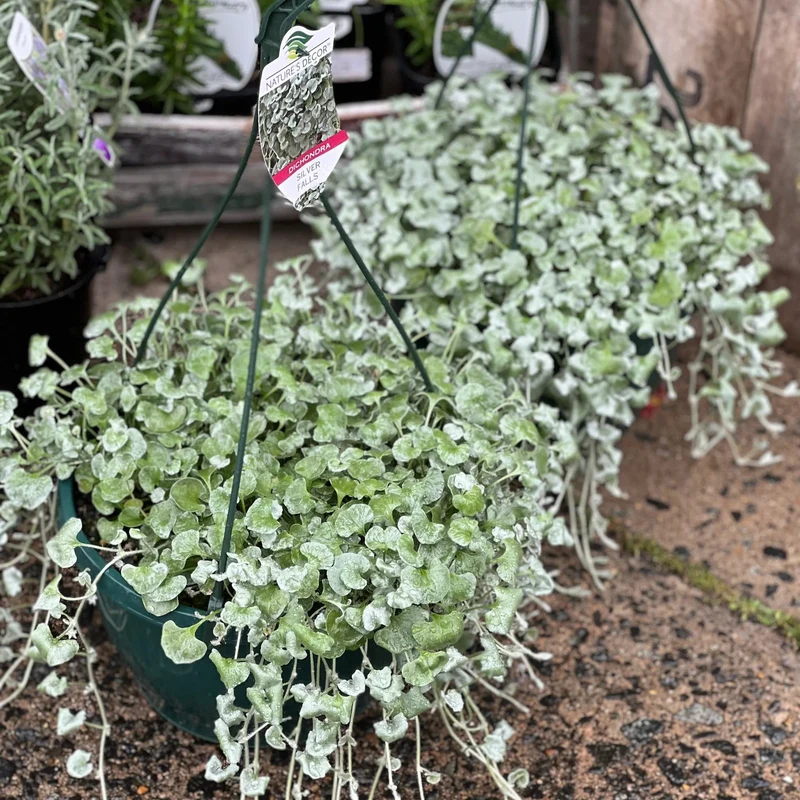 Dichondra Repens Silver Falls & Emerald Falls Seeds – Cascading Ground Cover for Hanging Baskets & Landscapes