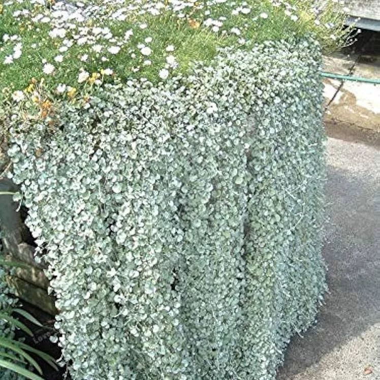 Dichondra Repens Silver Falls & Emerald Falls Seeds – Cascading Ground Cover for Hanging Baskets & Landscapes