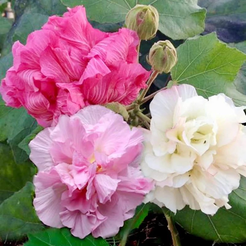 Hibiscus Mutabilis Seeds – Confederate Rose Double Pink Blooms