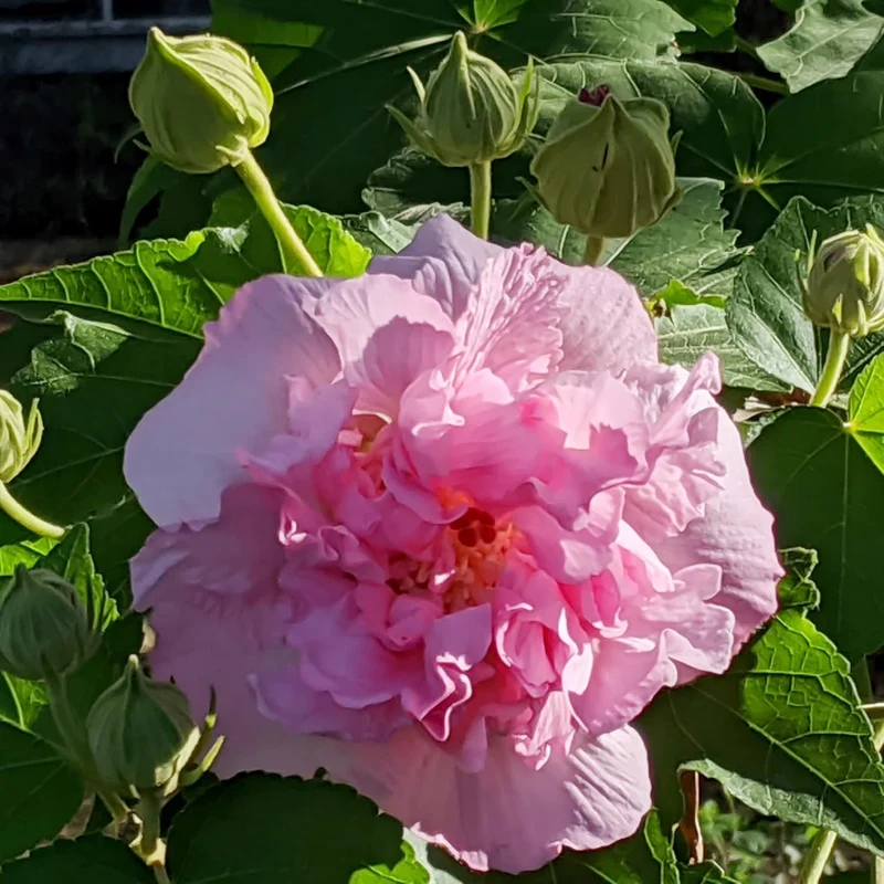 Hibiscus Mutabilis Seeds – Confederate Rose Double Pink Blooms