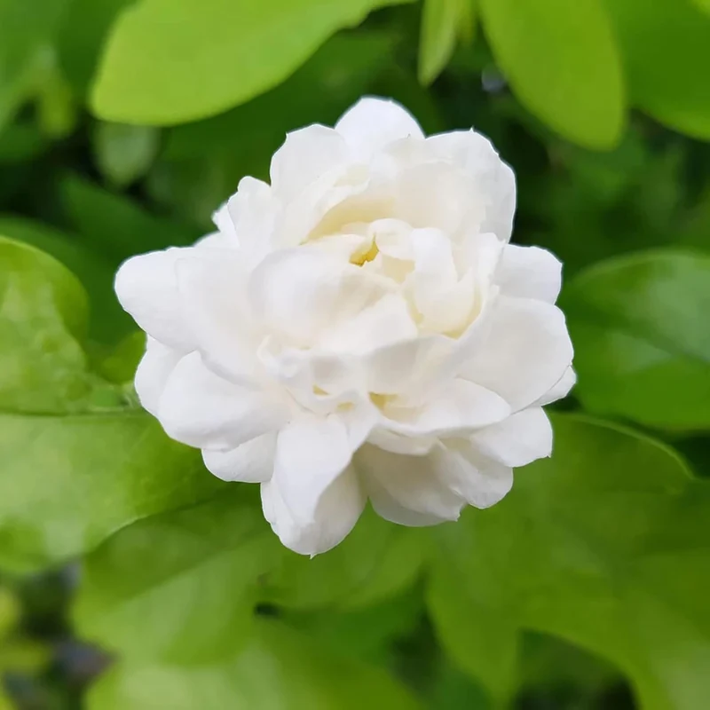 Arabian Jasmine Seeds for Planting Jasminum Sambac, Fragrant Evergreen Climbing Shrub for Patio, Garden And Containers