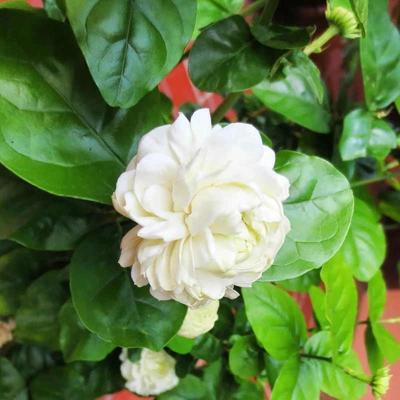 Arabian Jasmine Seeds for Planting Jasminum Sambac, Fragrant Evergreen Climbing Shrub for Patio, Garden And Containers