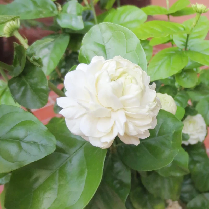 Arabian Jasmine Seeds for Planting Jasminum Sambac, Fragrant Evergreen Climbing Shrub for Patio, Garden And Containers