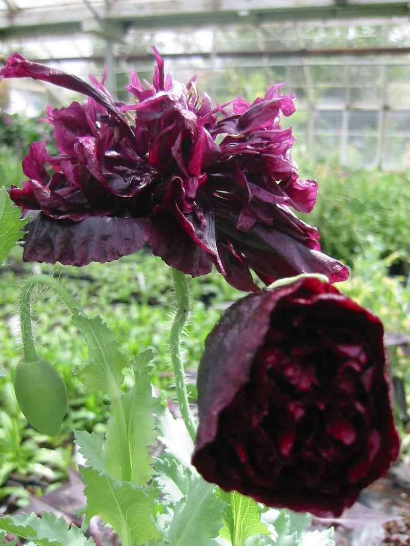 Papaver Paeoniflorin Black Peony Seeds – Elegant Black Poppy Blooms for Garden
